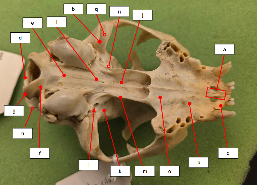 <p>What bone is f?</p>