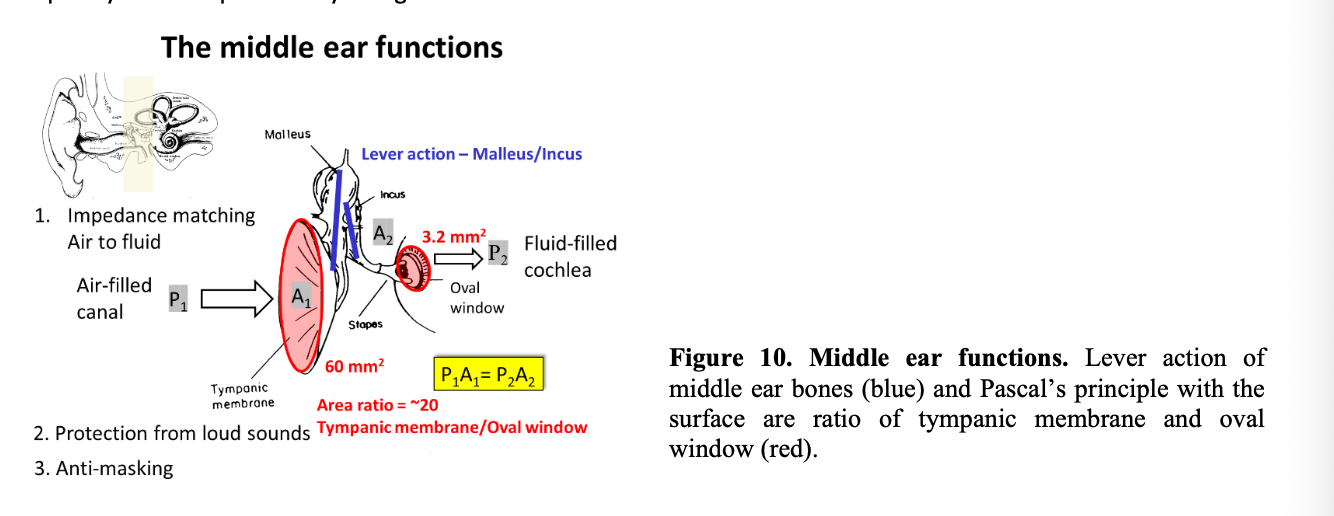 <p>Three ear bones</p><ol><li><p>Malleus: hammer</p></li><li><p>Incus: anvil</p></li><li><p>Stapes: stirrup</p></li></ol><p></p>