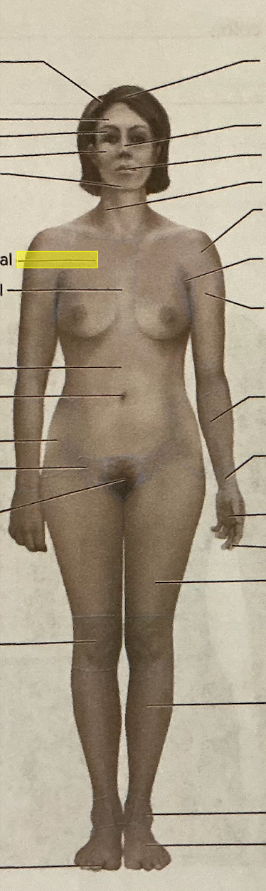 <p>identify the region of the body</p>