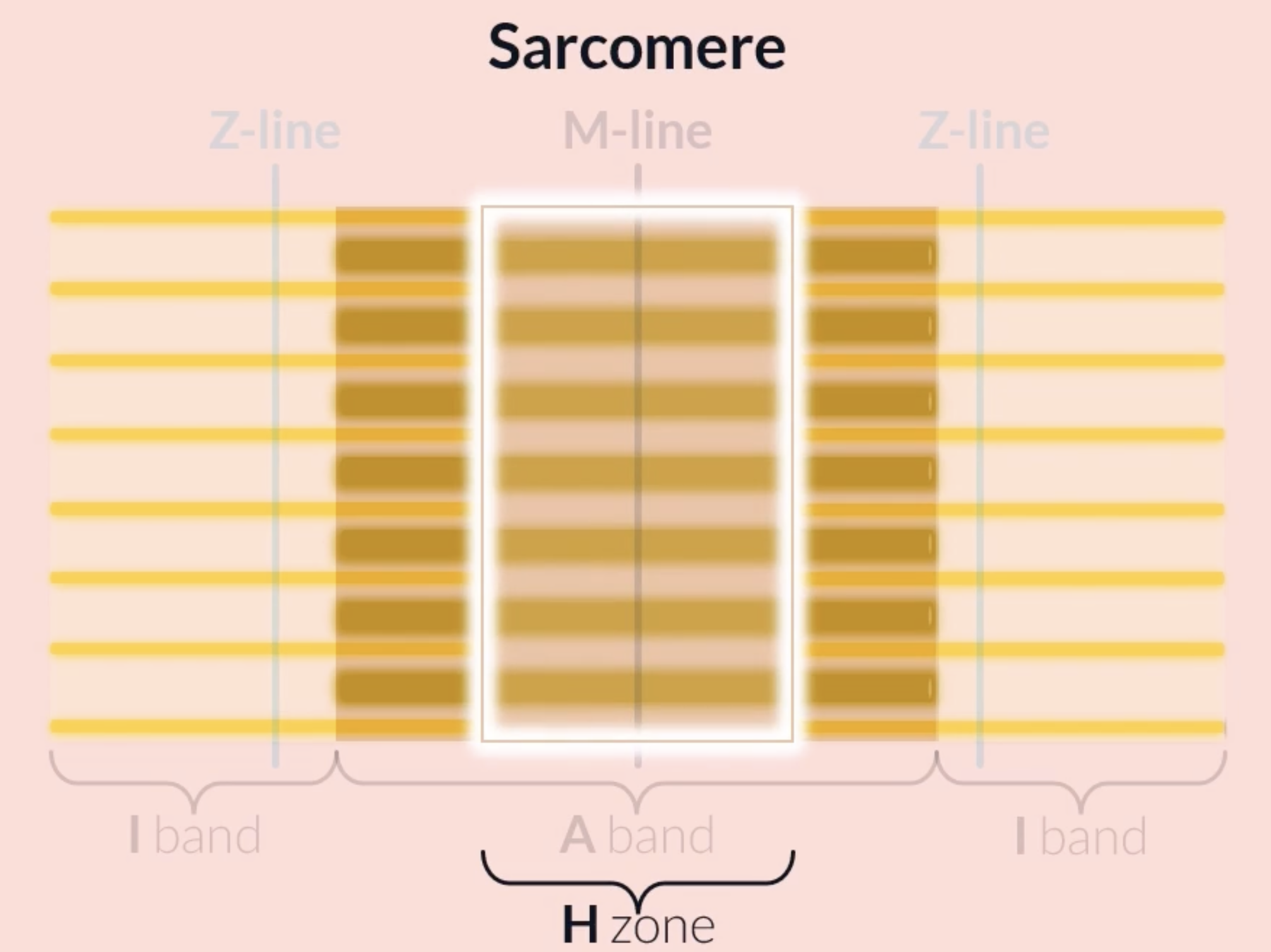 <p><strong>H zone</strong> is found at the middle of the A band, it consists of <em>only</em> thick filaments, appears lighter than the rest of the A band because it only consists of thick filaments whereas areas of the A band consist of thick and thin filaments </p>