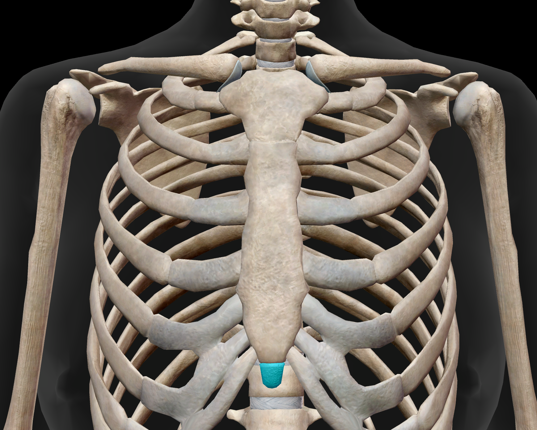 <p>Name the part of the sternum that is highlighted in the image.</p>