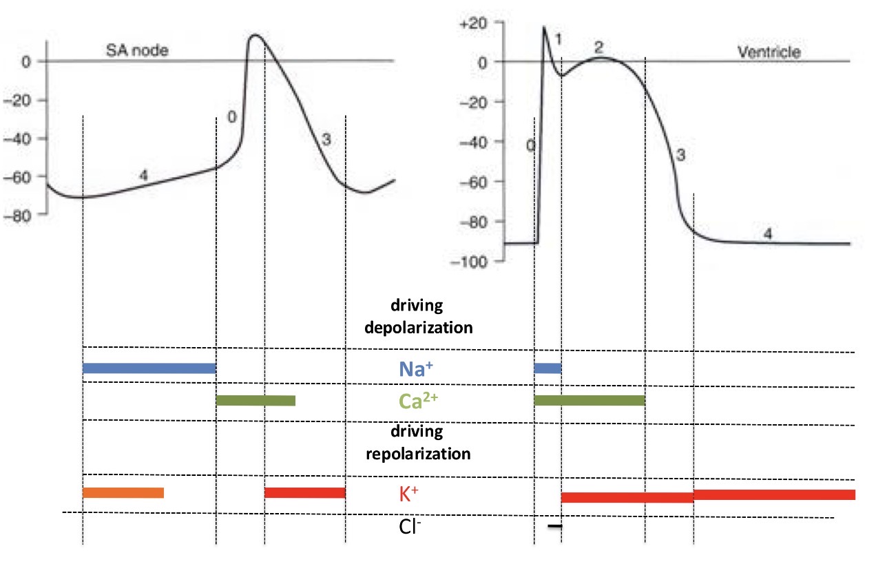 <p>Depolarization - sodium or calcium</p><p>Repolarization - potassium</p>