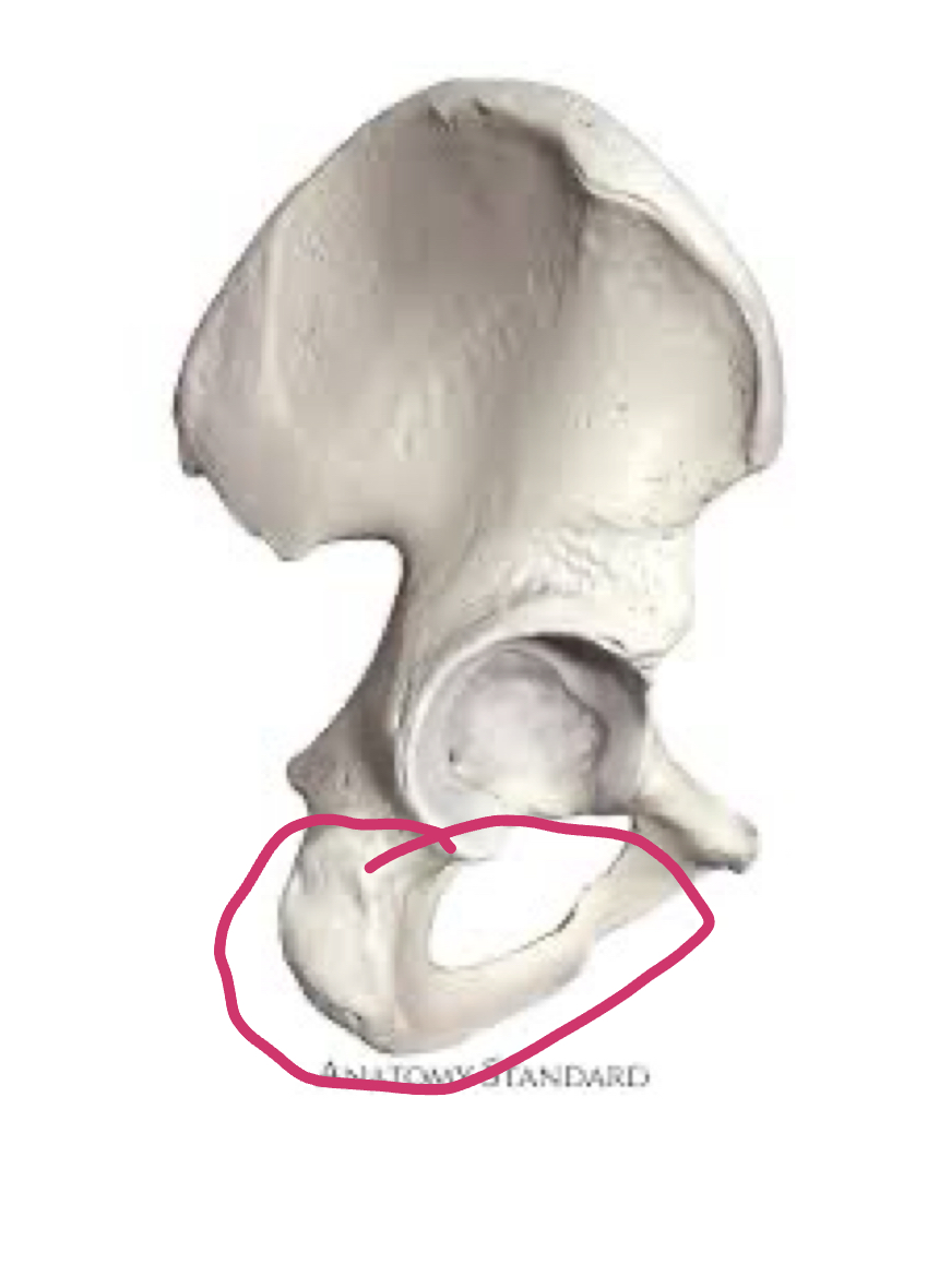 <p>Bottom and back part of hip </p>