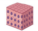 <p>Tissue, Function, Location</p>