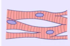 <p>-branching fibers (disseminates stimulation)</p><p>-intercalated disks (way to get contraction from one fiber to next)</p><p>-straited</p><p>-involuntary</p>