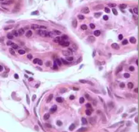 <p>Function of <strong>stratified cuboidal</strong></p>