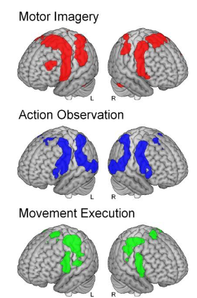 <p>perception-action overlap (hardwick et al., 2018)</p>