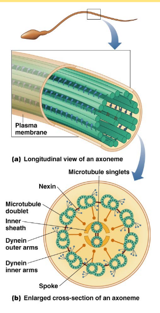 <p><span style="color: rgb(0, 0, 0);">Cilia<br> Numerous, wavelike motion (respiratory epithelium)<br>Flagella<br> Single or in pairs, whip-like movement</span></p><p><span style="color: rgb(0, 0, 0);"><br> Composed of microtubules arranged into axoneme<br>        Bundle of parallel microtubules<br>        Nine pairs of microtubules around a central pair<br>                “Nine-plus-two”</span></p><p><span style="color: rgb(0, 0, 0);"><br> Asymmetric activation of dynein causes movement</span></p>