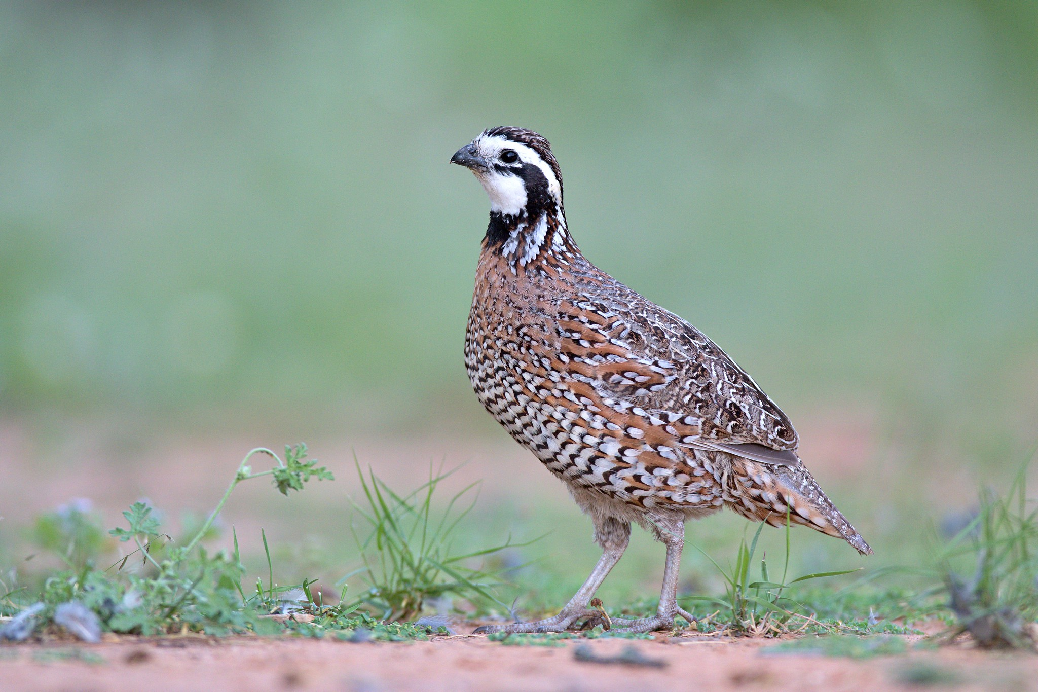 <p><span>What is the common AND scientific name of this bird?</span></p>