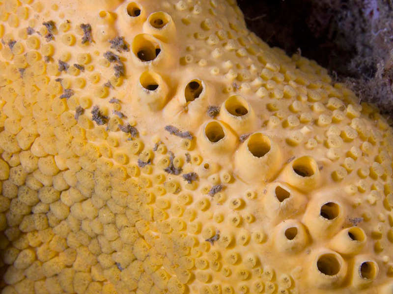 <p>Boring Sponge</p>