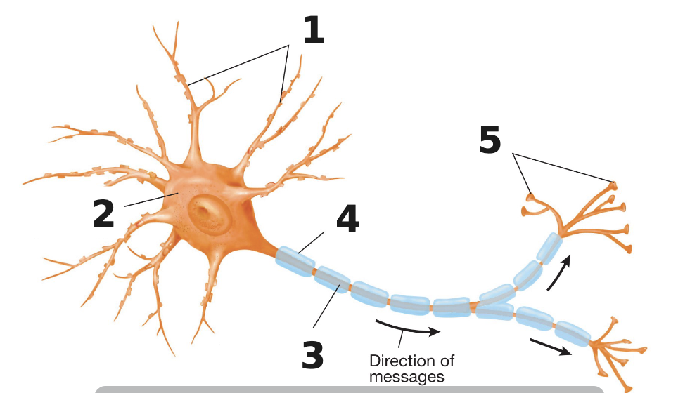 <p>Label the neuron</p>