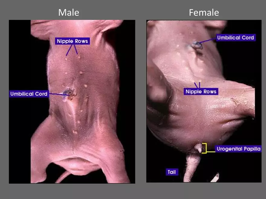 <p><span style="background-color: transparent;">Determined by observing external reproductive structures.</span></p>