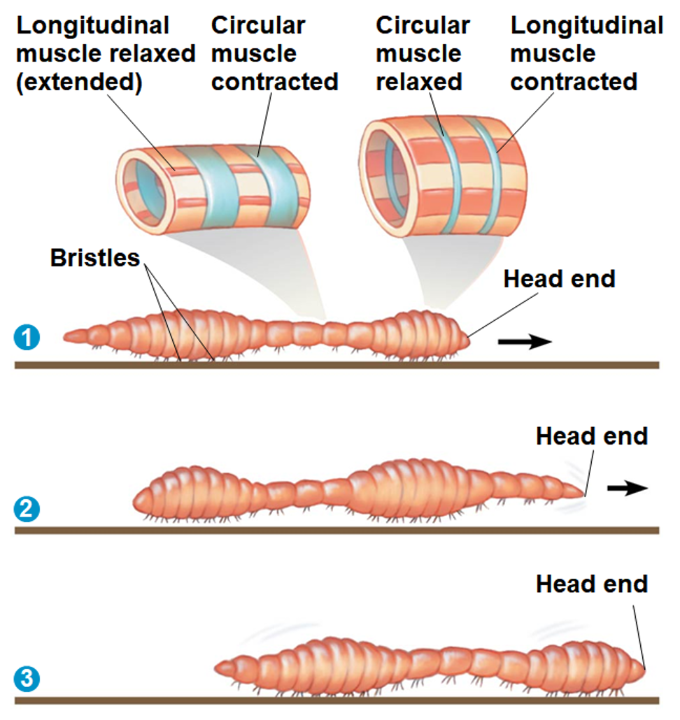 <p>Hydrostatic Skeleton</p>