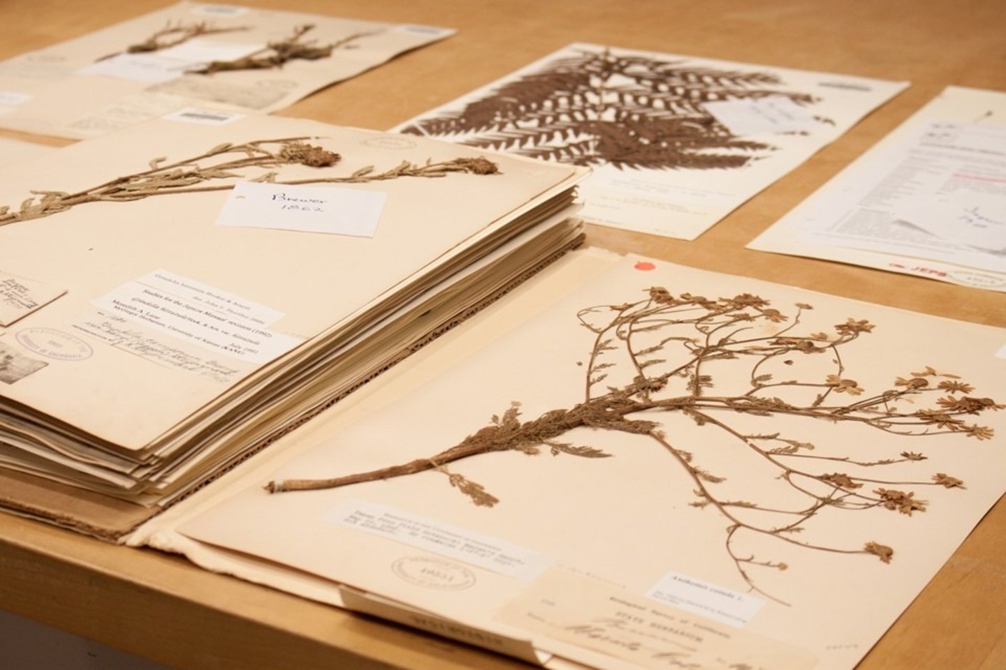 <p>- Many are found globally especially where there are interested collectors of plants</p><p>- Have been found in a relatively modern since 1753 after Linnaeus started to store plant specimens in cabinets</p>