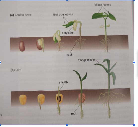 <p>Monocot (corn):</p><ul><li><p>A sheath surrounding the shoot pushes straight upward, breaking through the soil. The delicate shoot then grows upward through this protective tunnel. After emerging into the light, the  first leaves expand from the shoot and begin making food by photosynthesis. At this stage, the young plant is called a seedling.</p></li></ul><p>Dicot (bean):</p><ul><li><p>Some dicots have a hooked shoot type- this protects the delicate shoot tip by holding it downward as the shoot moves through the soil. As the shoot breaks through the soil surface, its tip is lifted gently out of the soil and straightens out.</p></li></ul><p>Know the stages in the diagram</p>