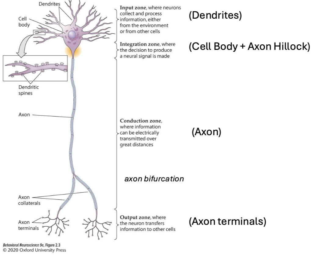 <p>Output zone where neuron transfers information to other cells. Looks kind of like dendrites but like on the bottom. </p>