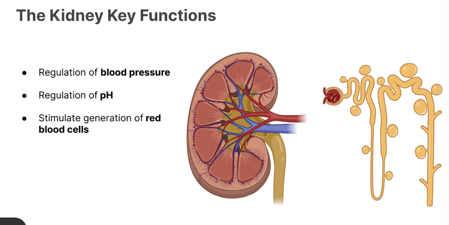 <ul><li><p>Regulation of <strong>blood pressure</strong></p></li><li><p>Regulation of <strong>pH</strong></p></li><li><p>Stimulate the generation of <strong>red blood cells. </strong></p></li></ul><p></p><p>(liver breaks them down, and the epiphyseal are of bones makes them [erythrocytes])</p><p></p>