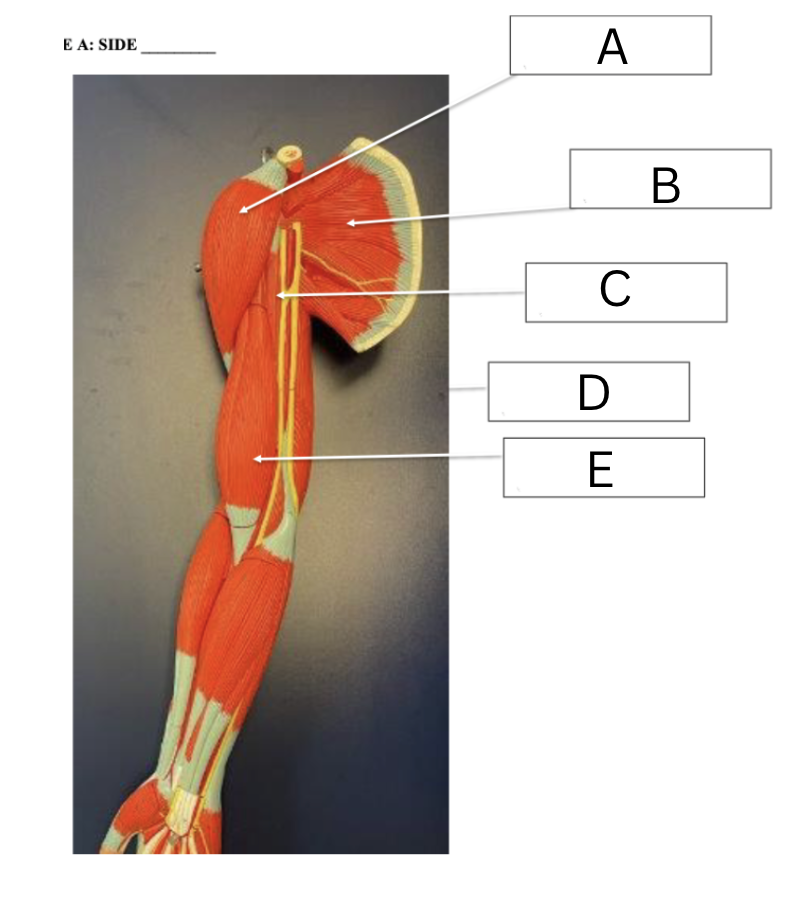 <p><span>Label the following shoulder and arm muscles</span></p>