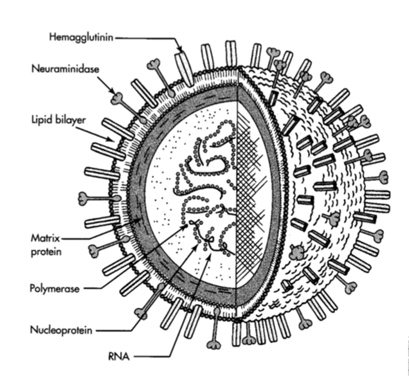 <p>A viral infectious disease that affects animals.</p><p>- Attacks the respiratory system, causing muscle pains and headaches</p><p>- Diagnosed via observation, or blood test</p><p>- Treated with antiviral drugs</p><p>- Caused the Spanish flu pandemic, killing at least 40 million</p><p>- High degree of genetic mutations means a new vaccine needs developing each year</p>