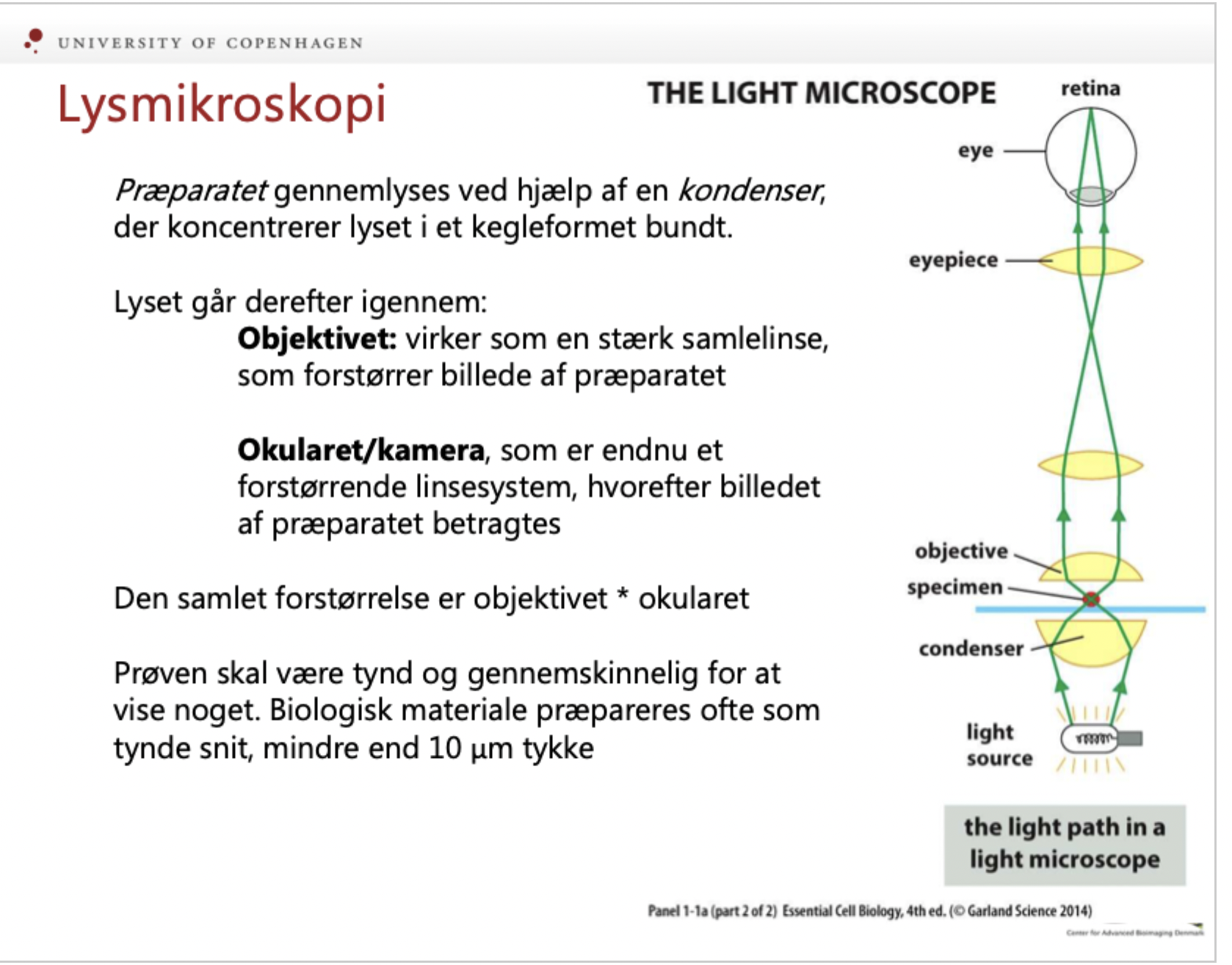 <p><strong>Kondensor:</strong> Samler og koncentrerer lyset i et snævert bundt mod prøven.</p><p><br></p><p><strong>Objektiv:</strong> Den primære samlelinse (første forstørrelse).</p><p><br></p><p><strong>Okular:</strong> Sekundært linsesystem ved øjet (yderligere forstørrelse</p>
