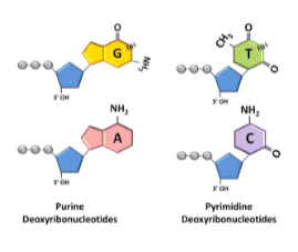<ul><li><p class="Paragraph SCXW145031874 BCX8" style="text-align: left;"><span style="line-height: 20.925px;"><span>Purines: Adenine (A) & Guanine (G) </span></span></p></li></ul><ul><li><p class="Paragraph SCXW145031874 BCX8" style="text-align: left;"><span style="line-height: 20.925px;"><span>Pyrimidines: Cytosine (C) & Thymine (T) </span></span></p></li></ul><p></p>