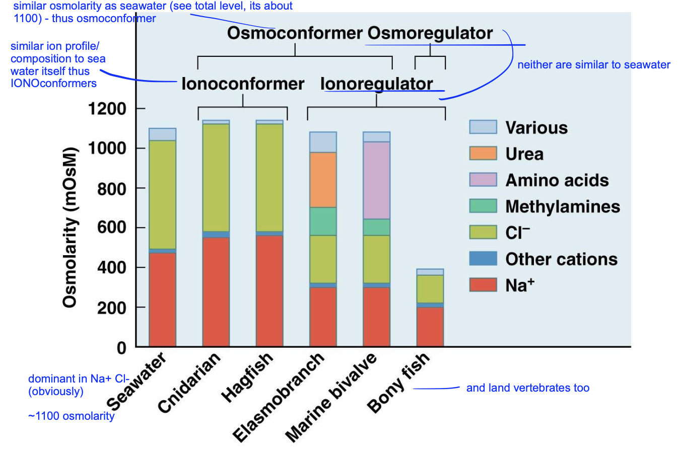 <p>looking at this graph, compare hagfish to bony fish using the terms listed. explain each term used.</p>