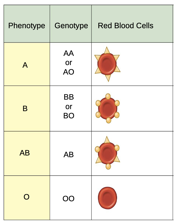 <p><span style="color: rgb(255, 255, 255);">If a human with AB genotype experiences a null mutation (one that disrupts function) in<br>their B allele, what proteins will be present on the surface of their red blood cells?<br>A) A<br>B) B<br>C) AB<br>D) None</span></p>
