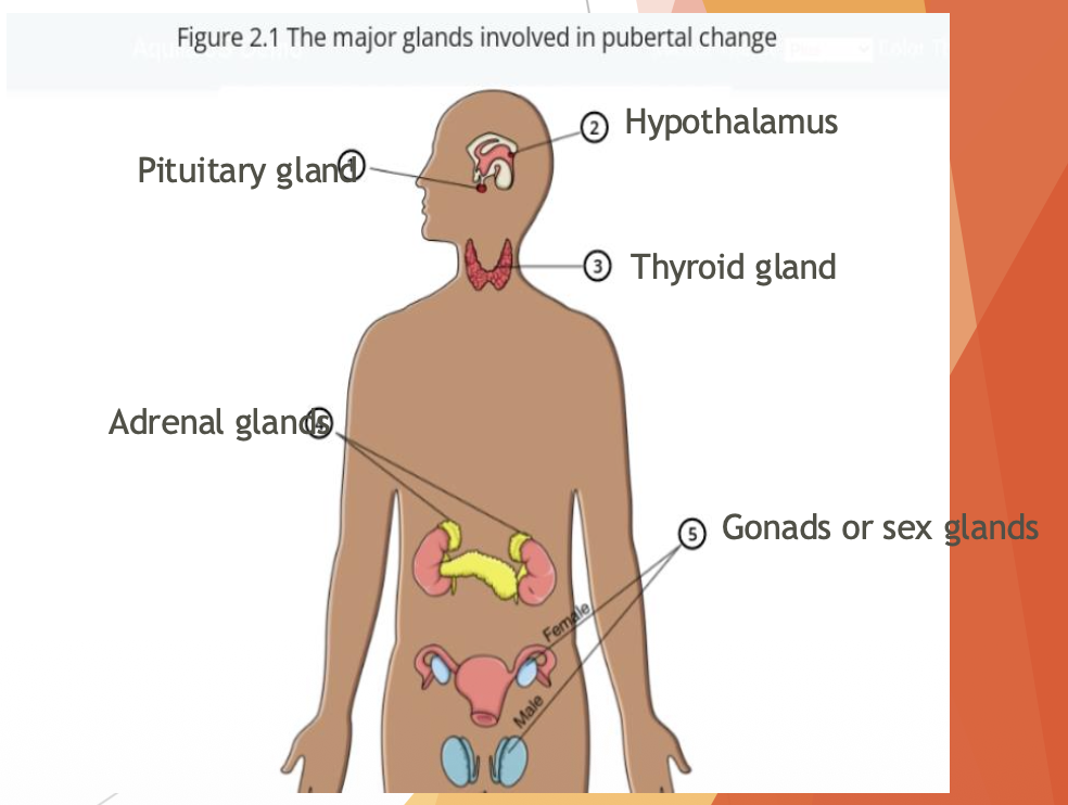 <p>biological revolution.</p><p>endocrine. puberty.</p><p>glands.</p><p>hormones. bloodstream.</p>
