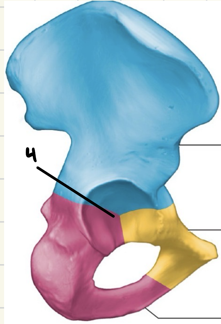 <p>main features of pelvic bone</p>