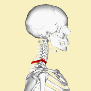 <p>vertebra prominens </p>