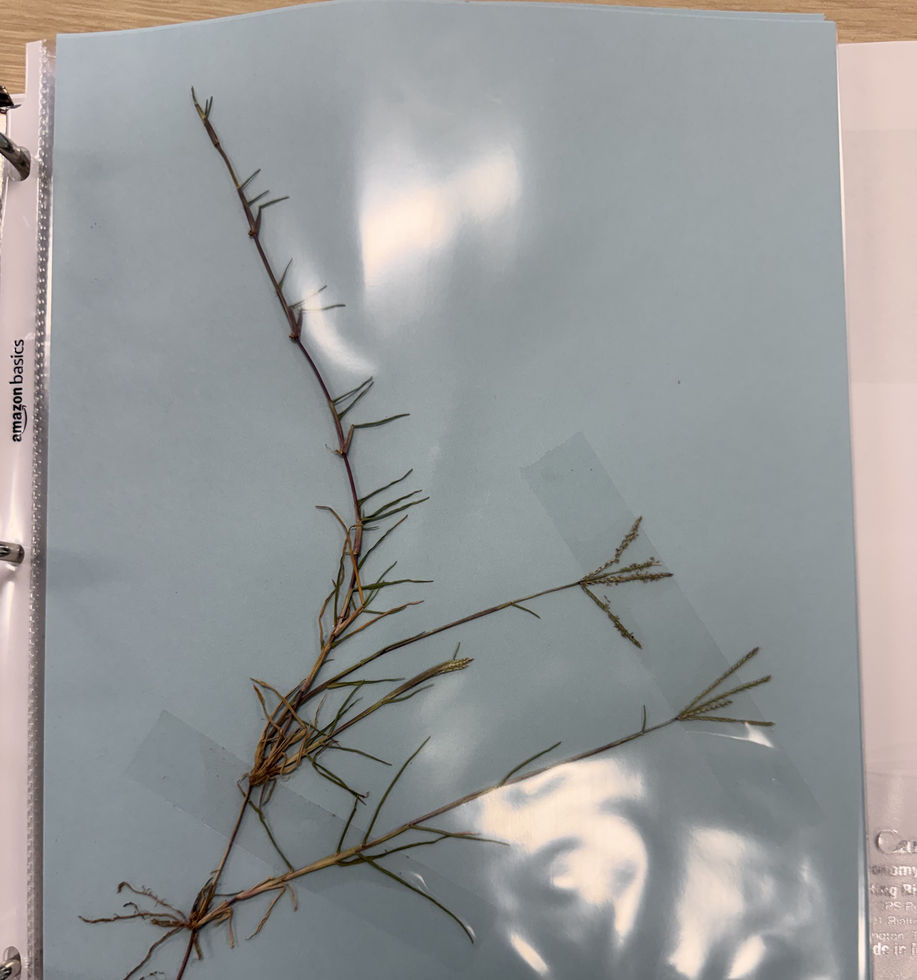 <p>Bermudagrass</p>