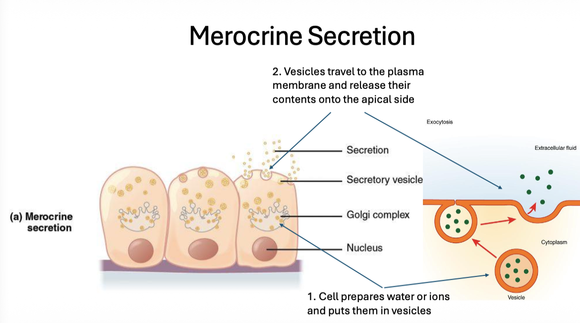 <p><span>Secretory product released via exocytosis without loss of cellular material (e.g., eccrine sweat glands).</span></p>