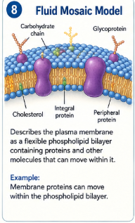 <p>A model describing the plasma membrane as a flexible phospholipid bilayer containing proteins and other molecules that can move within it. </p>