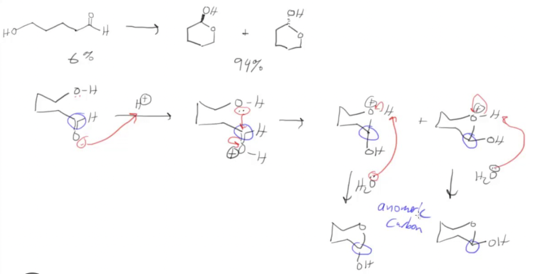 <ul><li><p>makes glucose</p></li></ul><p></p>