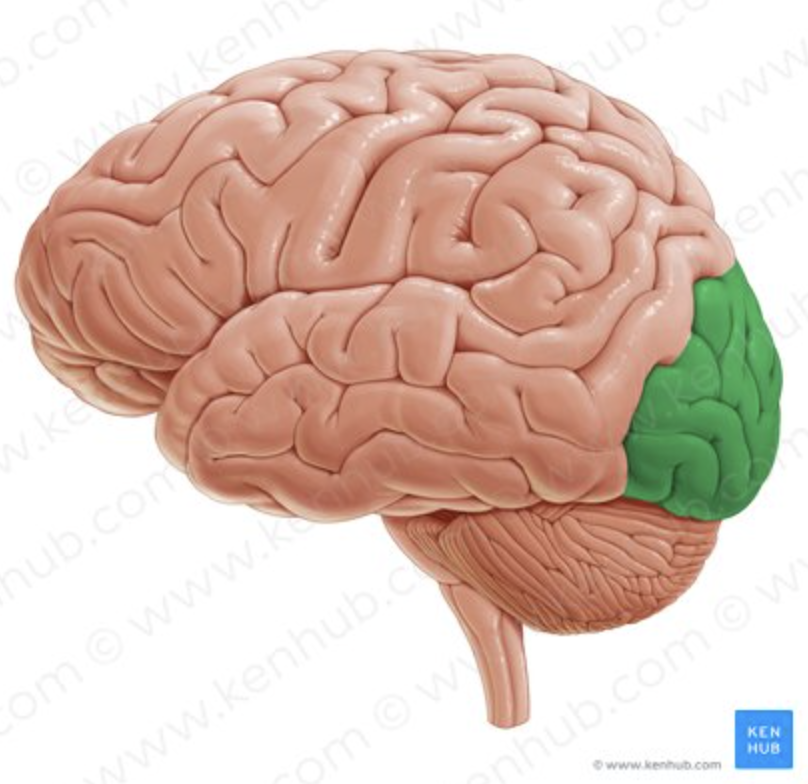 <p>What does the OCCIPITAL LOBE control?</p>