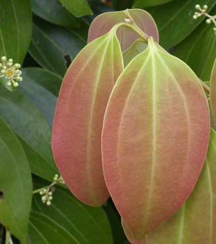 <p><strong>Common name</strong>: Saigon Cinnamon, Vietnamese Cinnamon</p><p><strong>Part used</strong>: Bark, leaves, timber</p><p><strong>Uses</strong>: Nutraceutics; antioxidant, antimicrobial, anti-inflammatory</p><p><strong>Constituents</strong>: <strong>(E)-cinnamaldehyde (phenylpropanoid)</strong>; coumarin, flavonoids, terpenoids, phenolics, alkaloids, tannins, saponins</p>