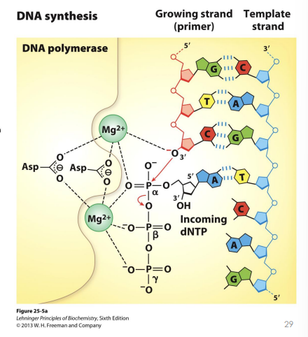<ol><li><p>A single stranded DNA template acts as a substrate along with an incoming dNTP </p></li><li><p>Mg2+ ions coordinate the phosphate groups and Asp residues</p></li></ol><p></p>
