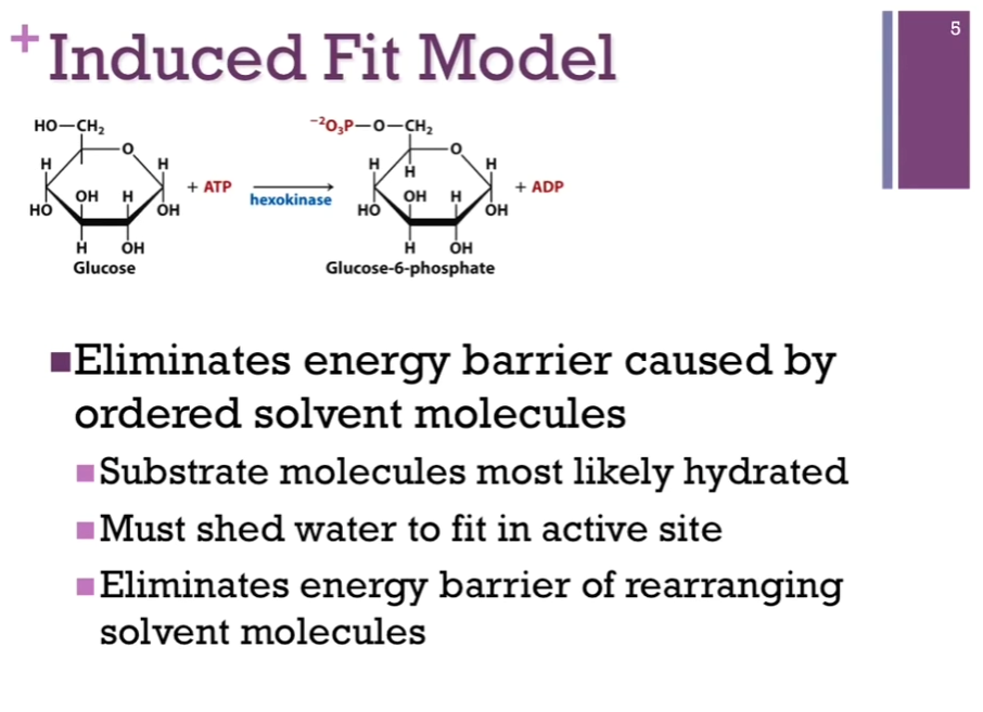 <p>Also find true for many SUBSTRATES and that is certainly true for all CARBOHYDRATES like glucose, they have many -OH groups and so, they are very highly hydrated. If, in the absence of this conformational change, to carry out the chemistry, <strong>we would have to rearrange all of those water molecules so that could get to the atoms and perform the chemistry we want to perform but by causing this induced fit</strong>, by closing down over the SUBSTRATE, we are essentially forcing OUT the water; now we no longer have the energy barrier that we need to rearrange those solvent molecules, so <strong>it has eliminated that problem for us</strong>! </p><p>Slides:<strong> Eliminates energy barrier caused by ordered solvent molecules</strong>: Substrate molecules most likely hydrated; Must shed water to FIT IN active site; <strong>Eliminates energy barrier of rearranging solvent molecules</strong>. </p>