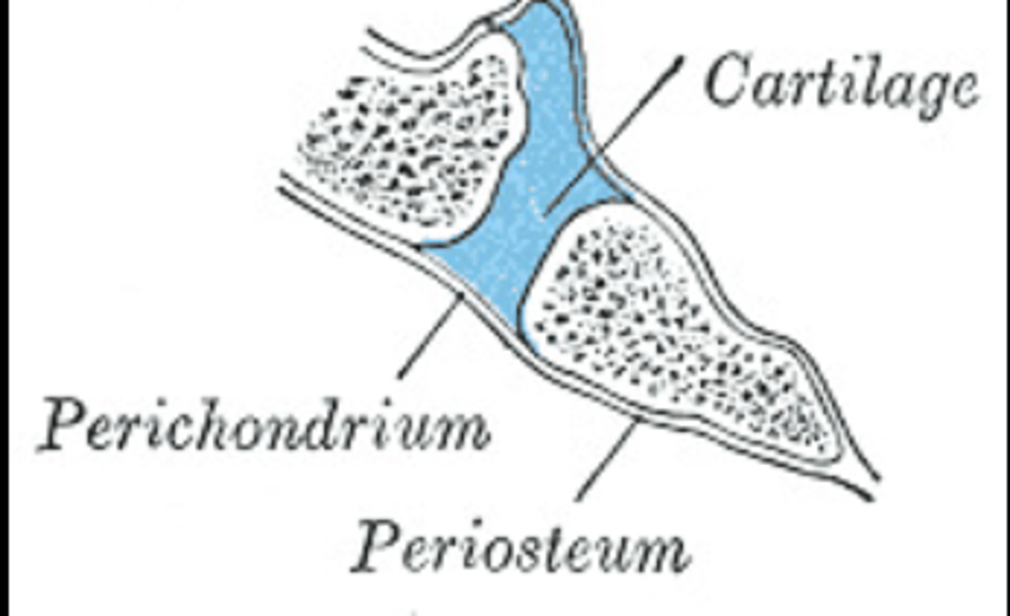 <p>Covers the articular cartilage.</p>