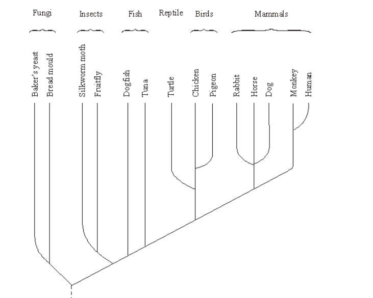 <p><span>Cytochrome c is a protein with about 100 amino acids and is present in all eukaryotic organisms. It has the same three-dimensional shape in all species, but only 30 of the amino acids are the same in all species. The amino acid sequence of cytochrome c has been used to construct the phylogenetic tree shown below</span></p><p>What does the phylogenetic tree show about the evolutionary relationship between fungi and insects? (2) </p>