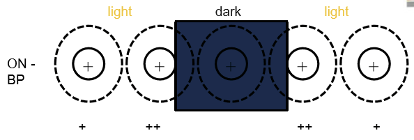 <ul><li><p>ON cells signal highlights/light increments</p></li><li><p>OFF cells signal shadows/dark decrements<br>Together they encode key contrast features of visual scenes.</p></li></ul><p></p>