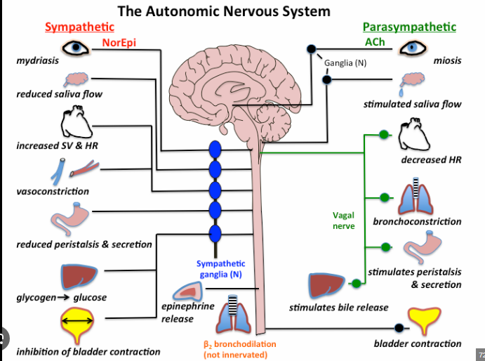 <p>Describe the autonomic nervous system</p>