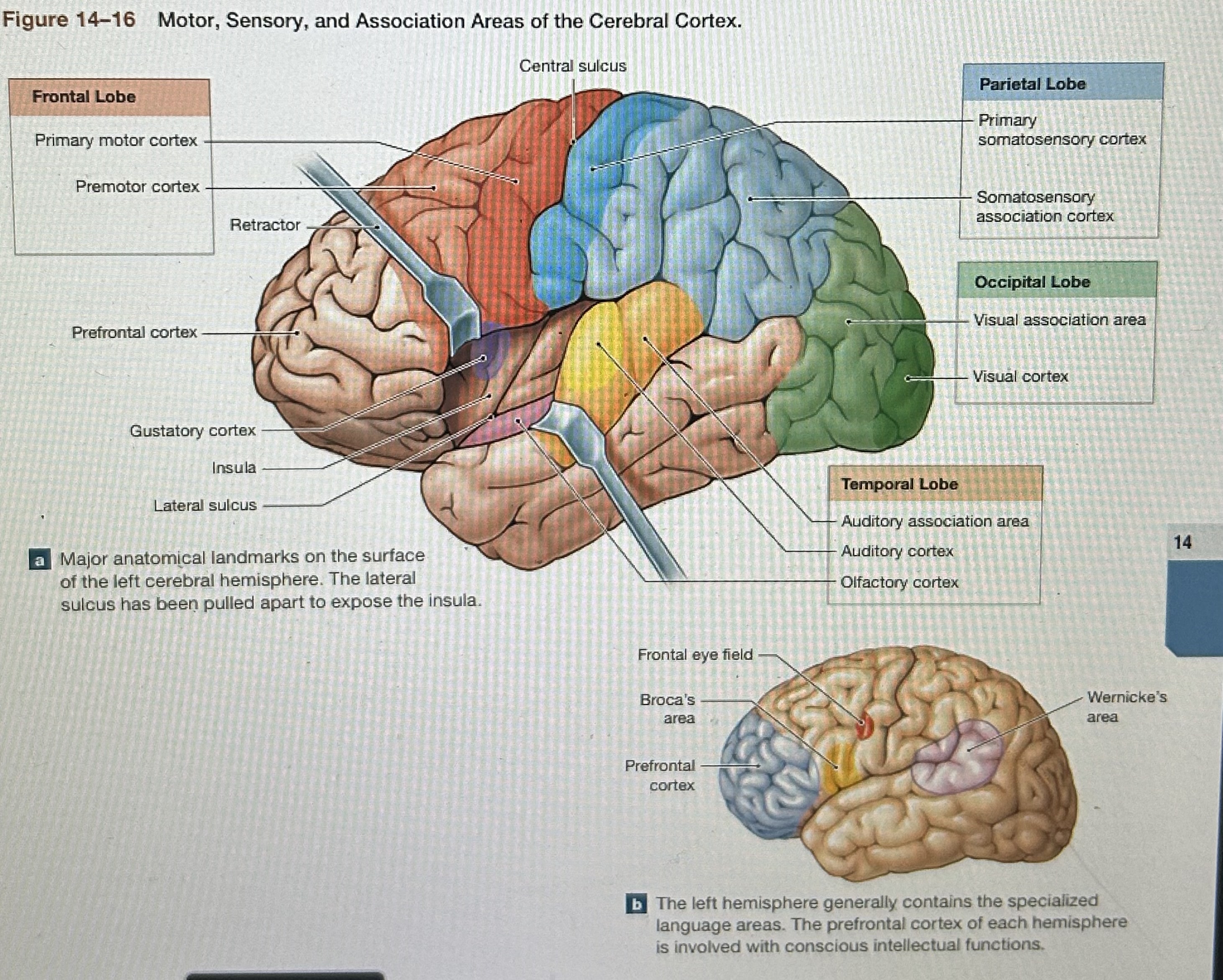 term image
