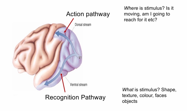 <p>Concept of ventral and dorsal processing streams</p>