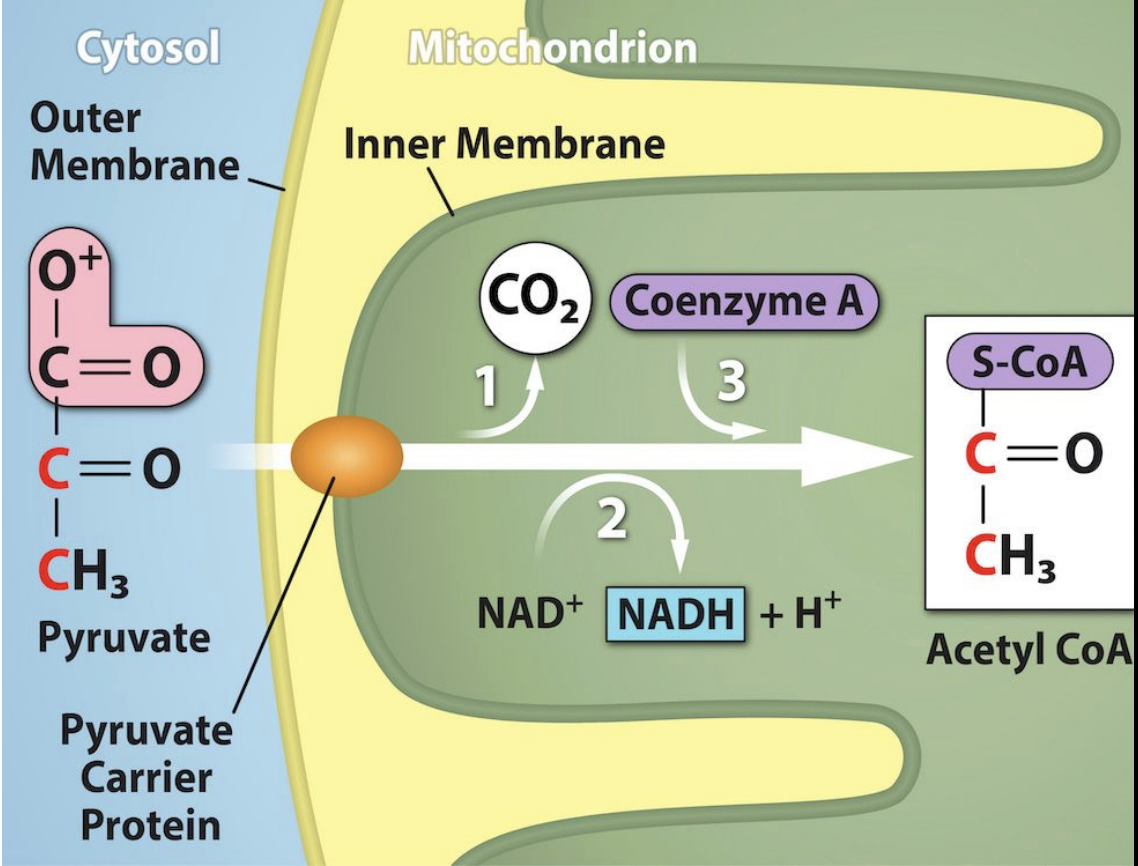 <p>Pyruvate Breakdown</p>
