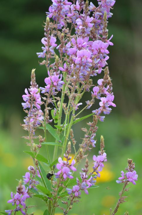 <p>legume (N fixer), sticky fruits, <em>sun, sand, loam, clay</em></p>