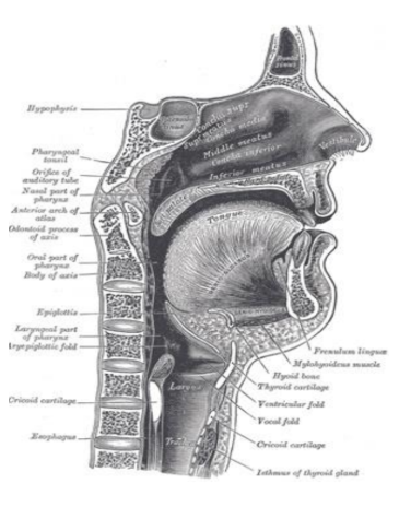 <ul><li><p style="text-align: justify;"><span style="background-color: transparent;"><em>Cavum oris</em></span></p></li><li><p style="text-align: justify;"><span style="background-color: transparent;"><strong>Szerepe</strong>: táplálék pépessé tétele, falat képzése, nyelés, ízérzés, hangképzés, biztosítja a nyelv és az ajkak szabad mozgását, védi azokat a kiszáradástól</span></p></li><li><p style="text-align: justify;"><span><strong>Nyál</strong></span><span style="background-color: transparent;"> (<em>saliva</em>): híg váladék</span></p><ul><li><p style="text-align: justify;"><span style="background-color: transparent;">Összetétele: víz, sók, baktériumölő anyagok (limozin), szénhidrát (cukor)-bontó enzimek</span></p></li><li><p style="text-align: justify;"><span style="background-color: transparent;">Nyálmirigyek termelik</span></p></li><li><p style="text-align: justify;"><span style="background-color: transparent;">Mennyisége: <strong>1,5 l/nap</strong> → befolyásolja: kor, nem, egészségi állapot</span></p></li></ul></li><li><p style="text-align: justify;"><span><strong>Nyálelválasztás</strong></span><span style="background-color: transparent;">: reflexfolyamat; elindítja: táplálék elgondolása, látványa, szájba kerülése</span></p></li><li><p style="text-align: justify;"><span style="background-color: transparent;">Szájüregben emésztés, tápanyagfelszívódás nincs (enzim van, de rövid az idő)</span></p></li><li><p style="text-align: justify;"><span style="background-color: transparent;">De felszívódhatnak: alkohol, egyes gyógyszerek, mérgek</span></p></li></ul><p></p>