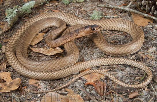 <p>Family: Colubrinae</p><p>Latin: Masticophis flagellum</p><p>Coachwhip</p><p></p>