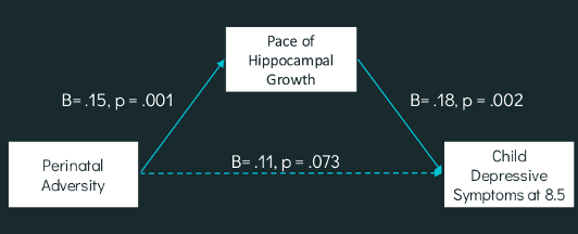 <p><strong>andemic brain study:</strong></p><ul><li><p>Adolescents showed <strong>older brain age than expected</strong></p></li></ul><p><strong>Longitudinal hippocampus study</strong></p><ul><li><p>Longitudinal (followed children to ~age 15)</p></li><li><p>Focus: <strong>early adversity (prenatal + early postnatal)</strong> → later outcomes</p></li></ul><ul><li><p><strong>Perinatal adversity score (cumulative risk):</strong></p><ul><li><p><strong>Risk factors:</strong> smoking during pregnancy, maternal depression (pre/postnatal), low SES, low maternal education, birth complications (e.g., low birth weight)</p></li><li><p><strong>Protective factors:</strong> good maternal mental health, high SES</p></li><li><p><strong>Higher score = more early adversity (even before birth)</strong></p></li></ul></li><li><p><strong>Key mental health finding:</strong></p><ul><li><p>Higher adversity → <strong>more depressive symptoms at age 8.5</strong></p></li><li><p>Effect is <strong>significant but small</strong></p></li></ul></li><li><p><strong>Hippocampus (memory + emotion, stress-sensitive):</strong></p><ul><li><p>Higher adversity → <strong>Faster hippocampal growth, Smaller overall volume early in life</strong></p></li></ul></li><li><p><strong>Mediation (mechanism):</strong></p><ul><li><p><strong>Adversity → hippocampal changes → depression</strong></p></li><li><p>When hippocampus is included → <strong>direct adversity–depression link weakens</strong></p></li></ul></li><li><p><strong>Interpretation:</strong></p><ul><li><p>Adversity <strong>alters brain development</strong>, which then affects mental health</p></li><li><p><strong>Faster growth = accelerated/altered development due to stress</strong></p></li></ul></li><li><p><strong>Important nuance:</strong></p><ul><li><p>High-adversity kids show <strong>faster growth BUT still lag behind peers</strong></p></li><li><p>By ~age 7 → <strong>developmental gap remains</strong></p></li></ul></li><li><p><strong>Bottom line:</strong></p><ul><li><p>Early adversity (even before birth) → <strong>long-term brain + mental health effects</strong></p></li><li><p><strong>Acceleration ≠ advantage</strong> (they don’t “catch up”)</p></li></ul></li></ul><p></p>