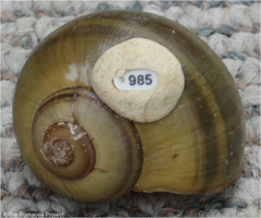 <p>1) Capture sample, mark and release</p><p>2) Ensure marking is not harmful and ensure marking does not affect survival </p><p>3) Allow time for organisms to randomly distribute before collecting a second sample</p><p>4) Population = number in first sample × number in second sample divided by number of marked organisms in second sample</p>